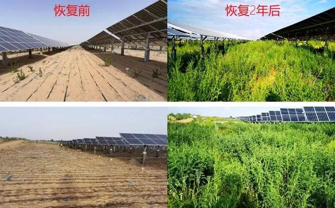 “最委屈的985”将中国光伏送上全球第一(图12)